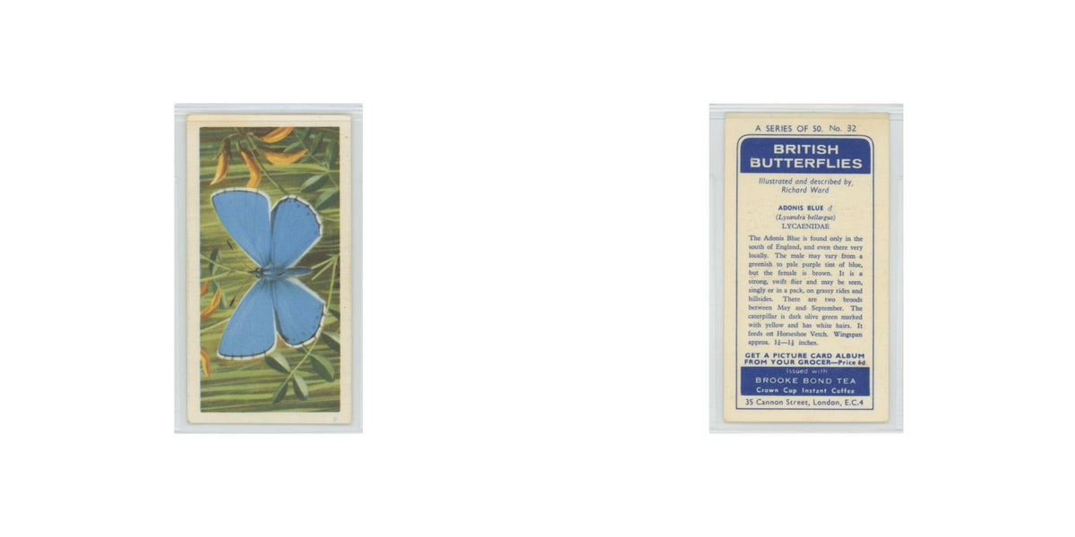 1963 Brooke Bond British Butterflies Adonis Blue #32