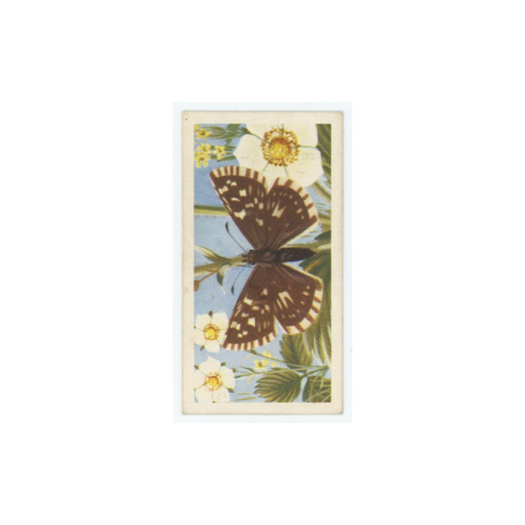 1963 Brooke Bond British Butterflies Grizzled Skipper #50