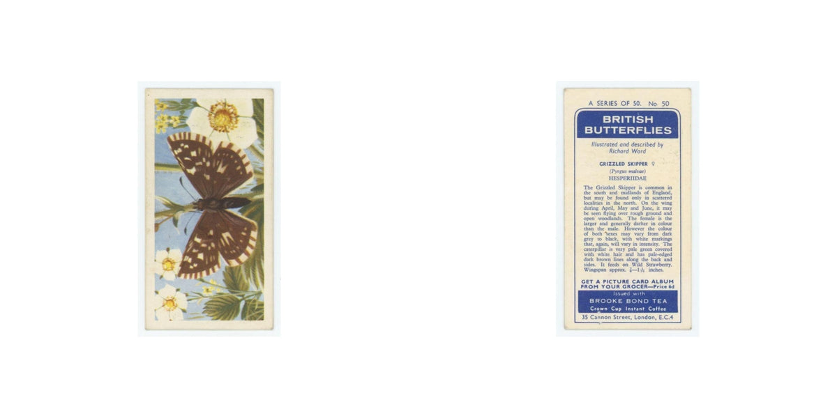 1963 Brooke Bond British Butterflies Grizzled Skipper #50
