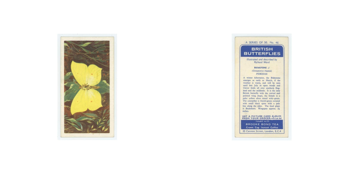 1963 Brooke Bond British Butterflies Brimstone #46
