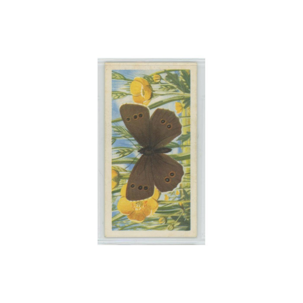 1963 Brooke Bond British Butterflies Ringlet #11