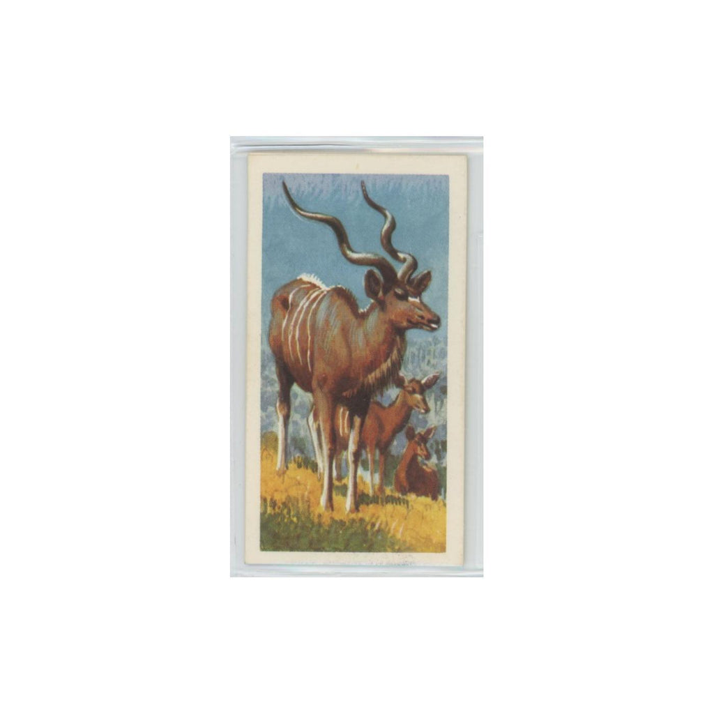 1962 Brooke Bond African Wildlife Kudu #36