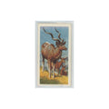 1962 Brooke Bond African Wildlife Kudu #36