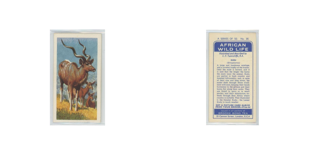 1962 Brooke Bond African Wildlife Kudu #36