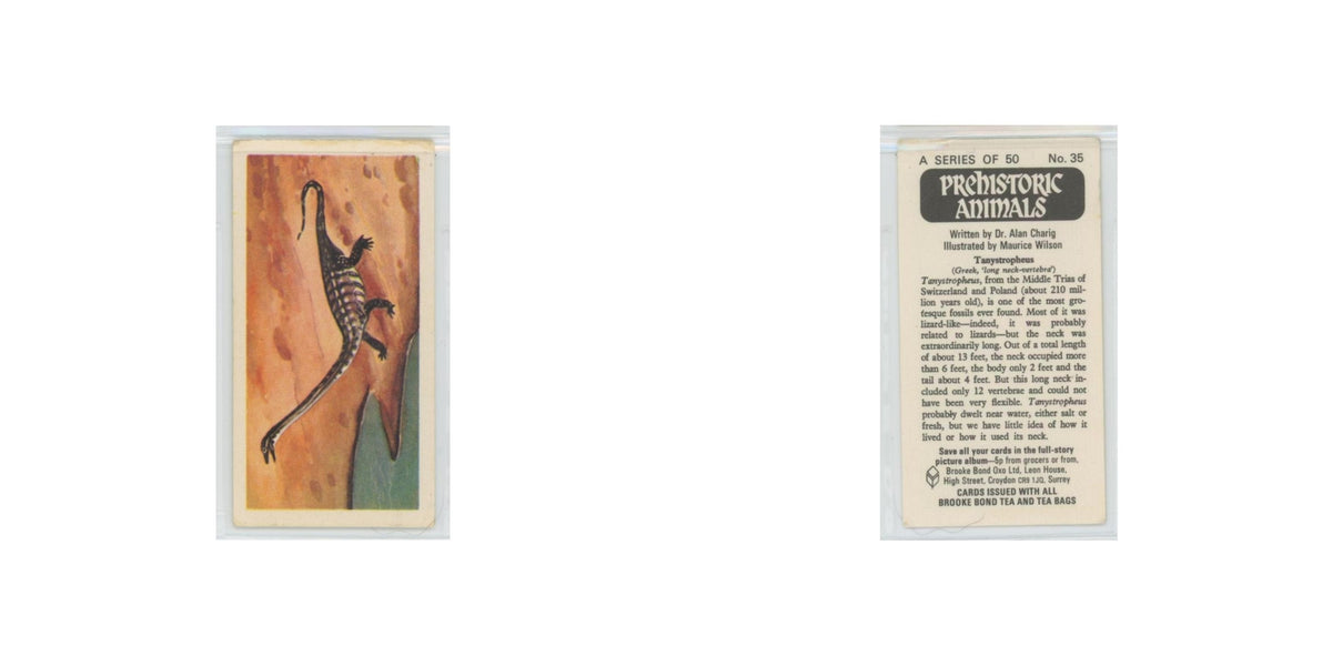 1972 Brooke Bond Prehistoric Animals Tanystropheus #35