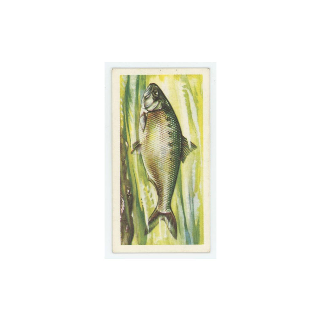 1960 Brooke Bond Freshwater Fish Traite Shad #32