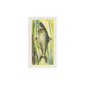1960 Brooke Bond Freshwater Fish Traite Shad #32
