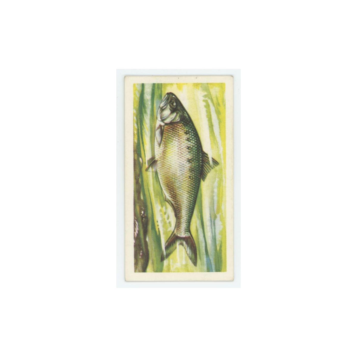1960 Brooke Bond Freshwater Fish Traite Shad #32