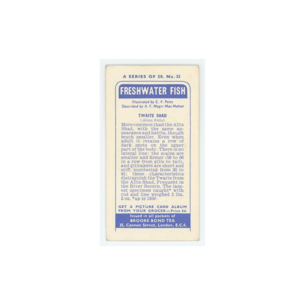 1960 Brooke Bond Freshwater Fish Traite Shad #32