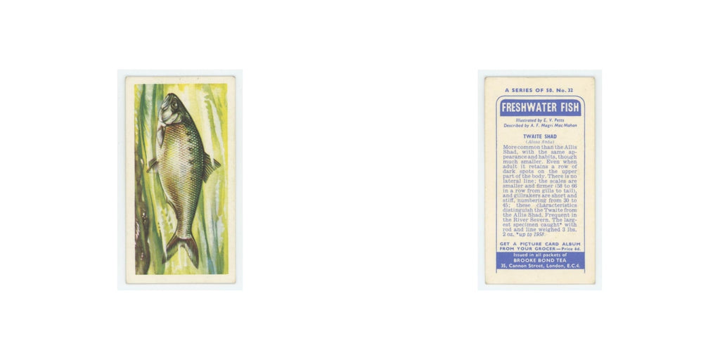 1960 Brooke Bond Freshwater Fish Traite Shad #32