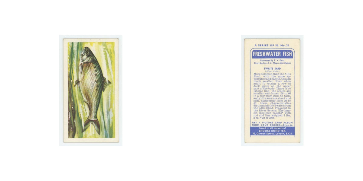 1960 Brooke Bond Freshwater Fish Traite Shad #32