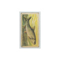 1960 Brooke Bond Freshwater Fish Dace #7