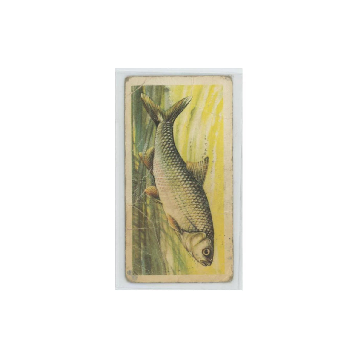 1960 Brooke Bond Freshwater Fish Dace #7