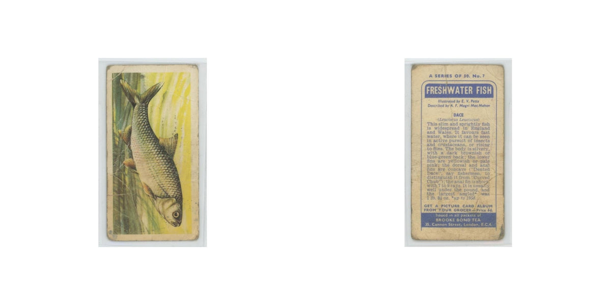 1960 Brooke Bond Freshwater Fish Dace #7