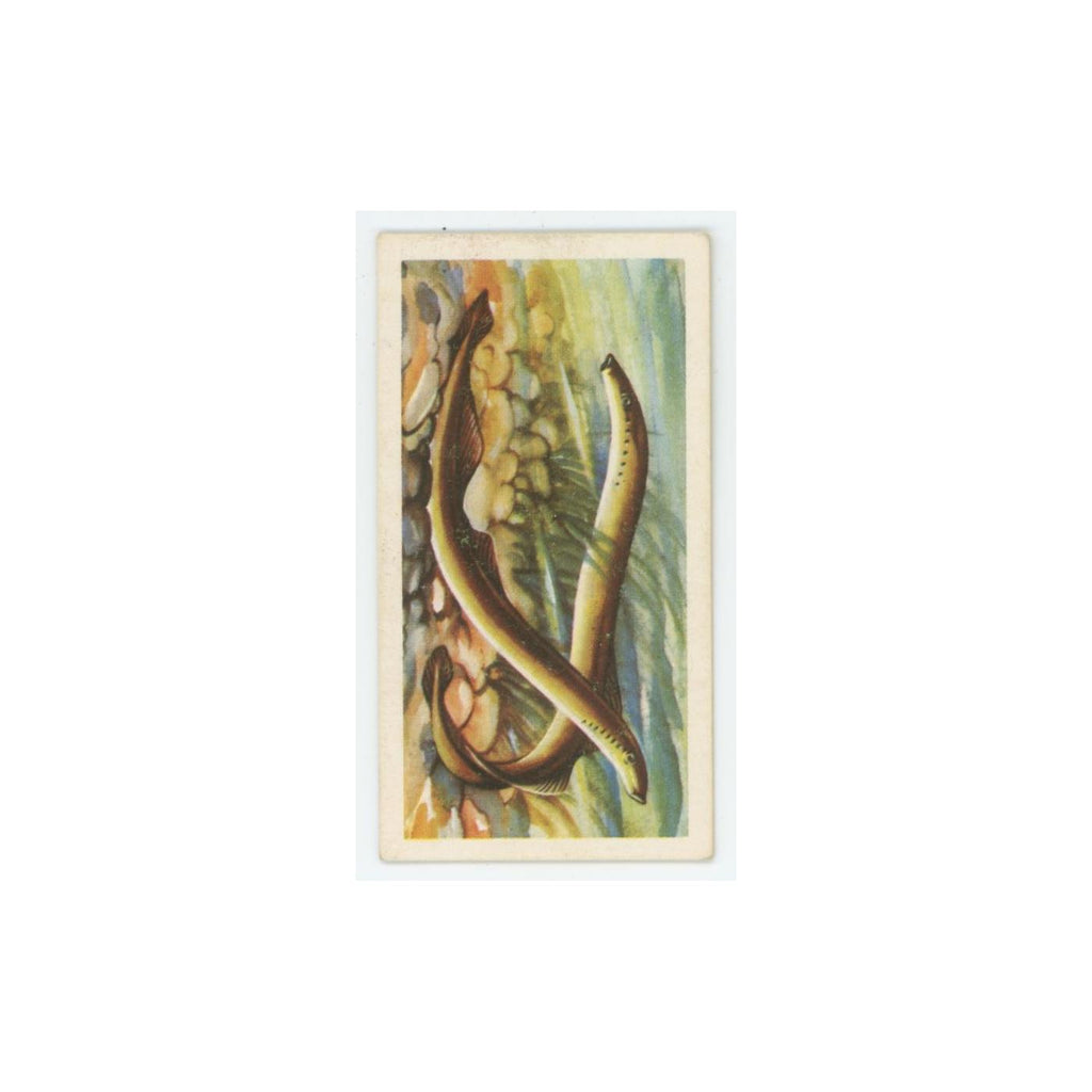 1960 Brooke Bond Freshwater Fish Lampern #41