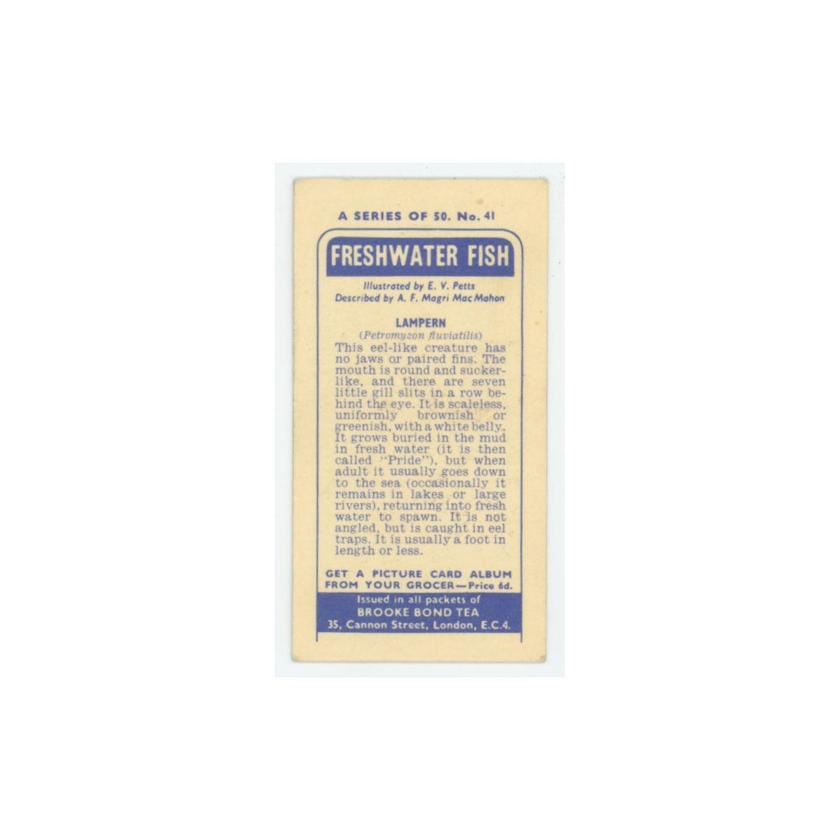 1960 Brooke Bond Freshwater Fish Lampern #41