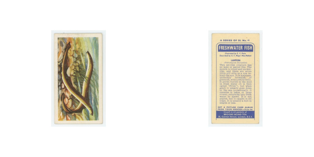 1960 Brooke Bond Freshwater Fish Lampern #41