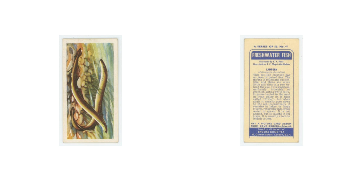 1960 Brooke Bond Freshwater Fish Lampern #41