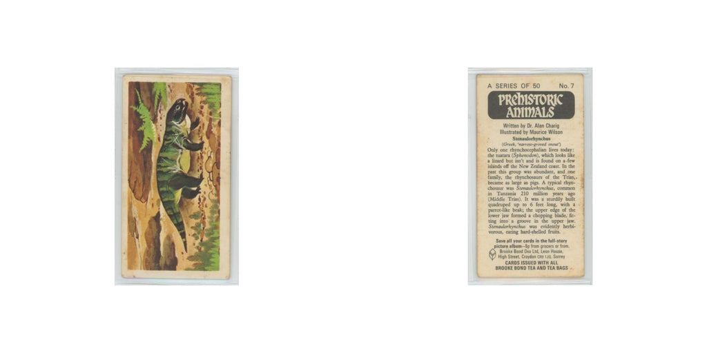 1972 Brooke Bond Prehistoric Animals Stenaulorhynchus #7