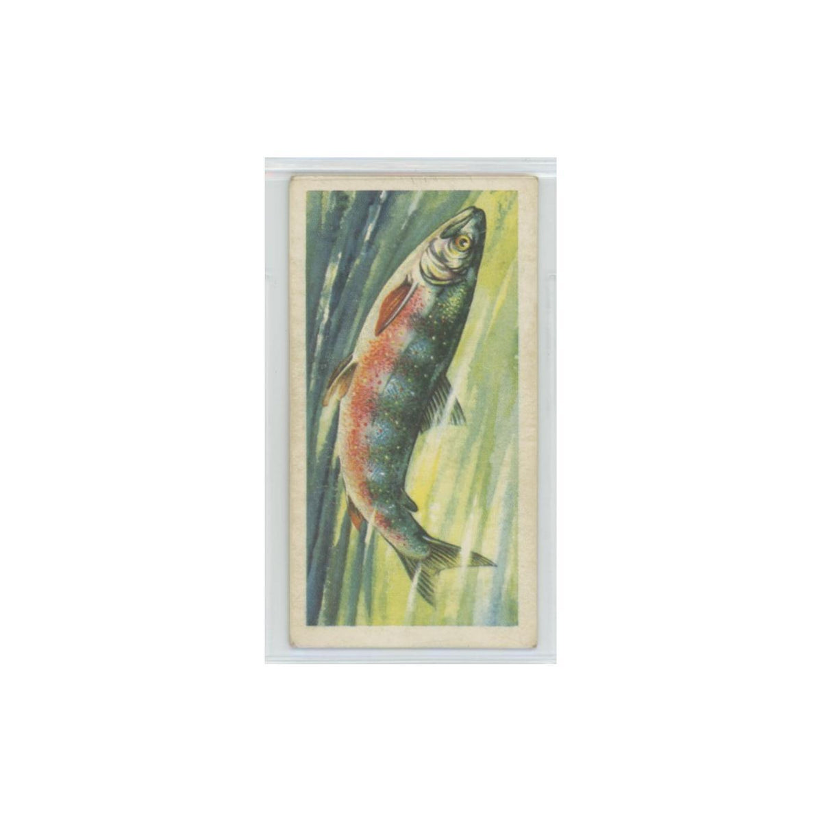 1960 Brooke Bond Freshwater Fish Char #21