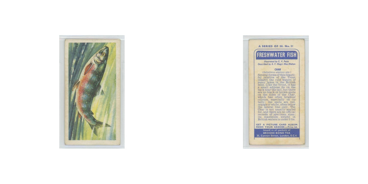 1960 Brooke Bond Freshwater Fish Char #21