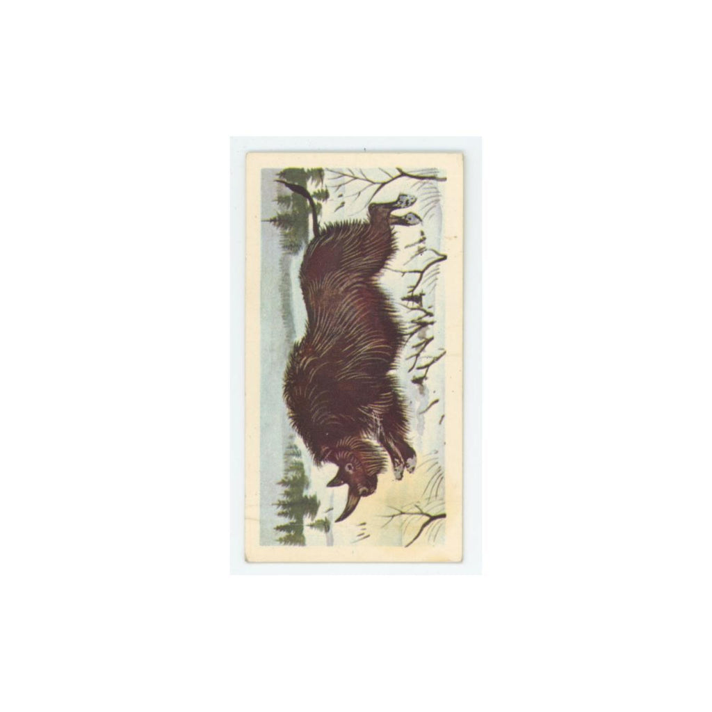 1972 Brooke Bond Prehistoric Animals Coelodonta #44