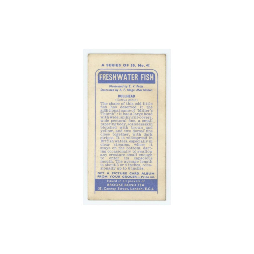 1960 Brooke Bond Freshwater Fish Bullhead #42