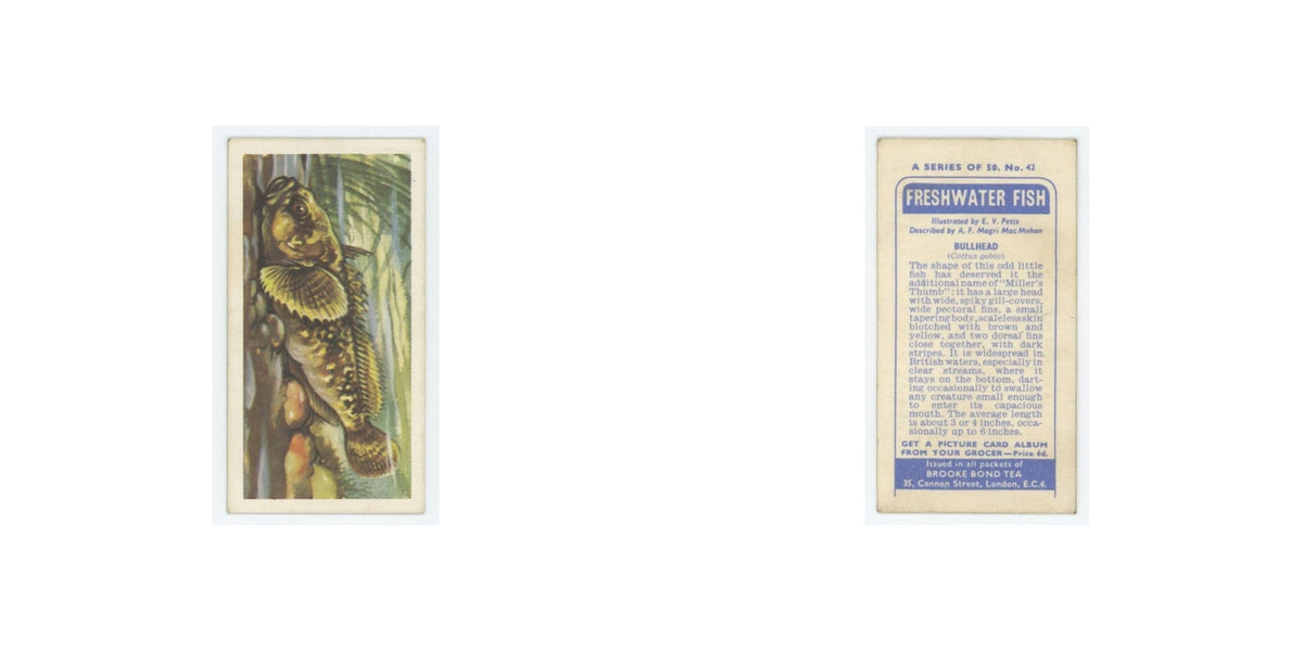 1960 Brooke Bond Freshwater Fish Bullhead #42