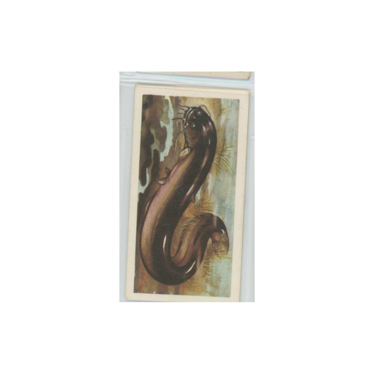 1960 Brooke Bond Freshwater Fish Wels European Catfish #19