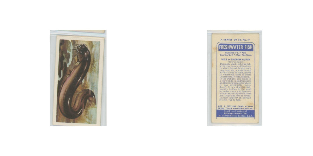 1960 Brooke Bond Freshwater Fish Wels European Catfish #19
