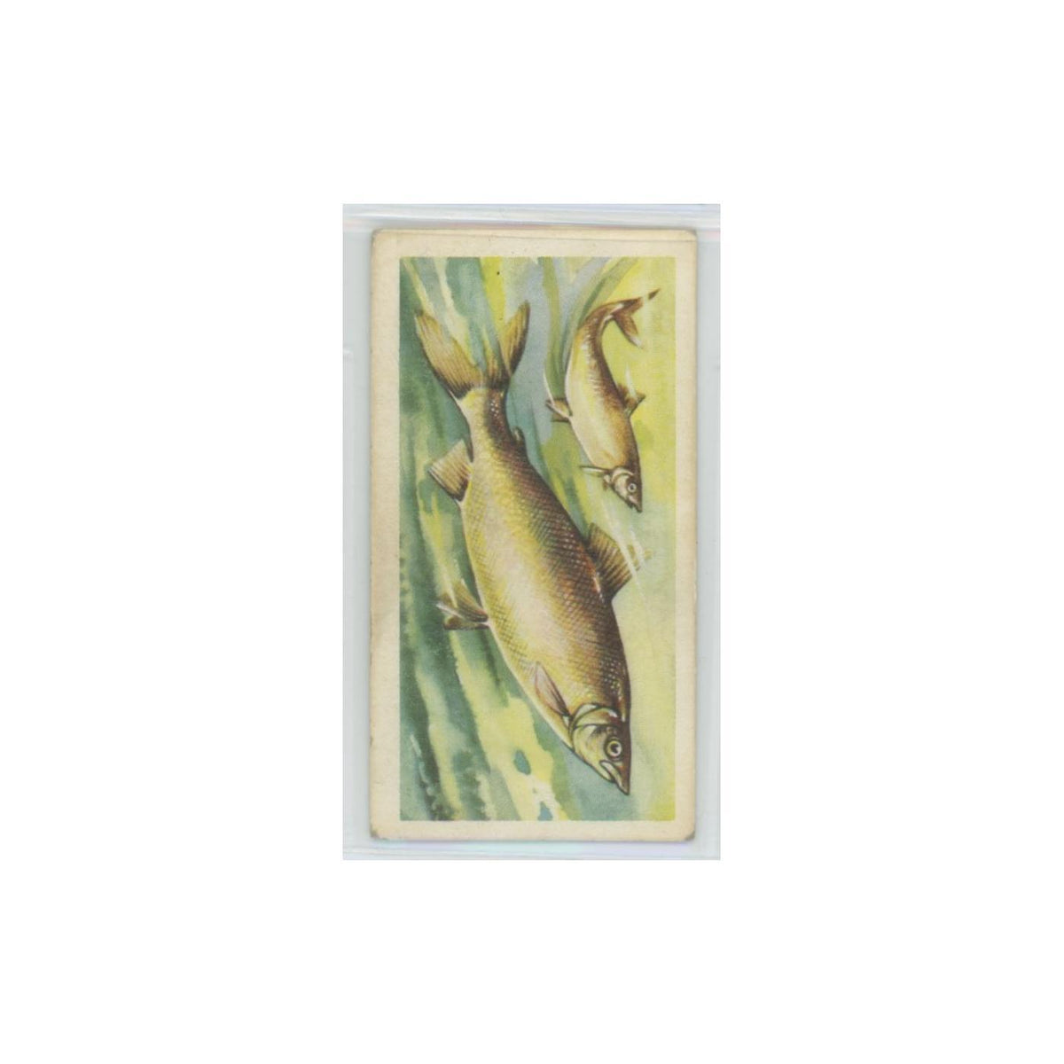 1960 Brooke Bond Freshwater Fish Houting #20