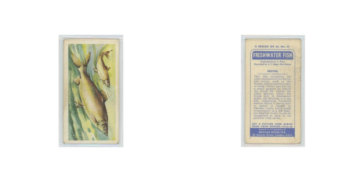 1960 Brooke Bond Freshwater Fish Houting #20