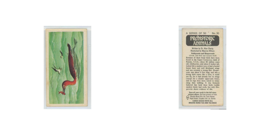 1972 Brooke Bond Prehistoric Animals Ichthyornis and Hesperornis #30