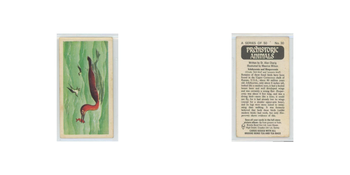 1972 Brooke Bond Prehistoric Animals Ichthyornis and Hesperornis #30