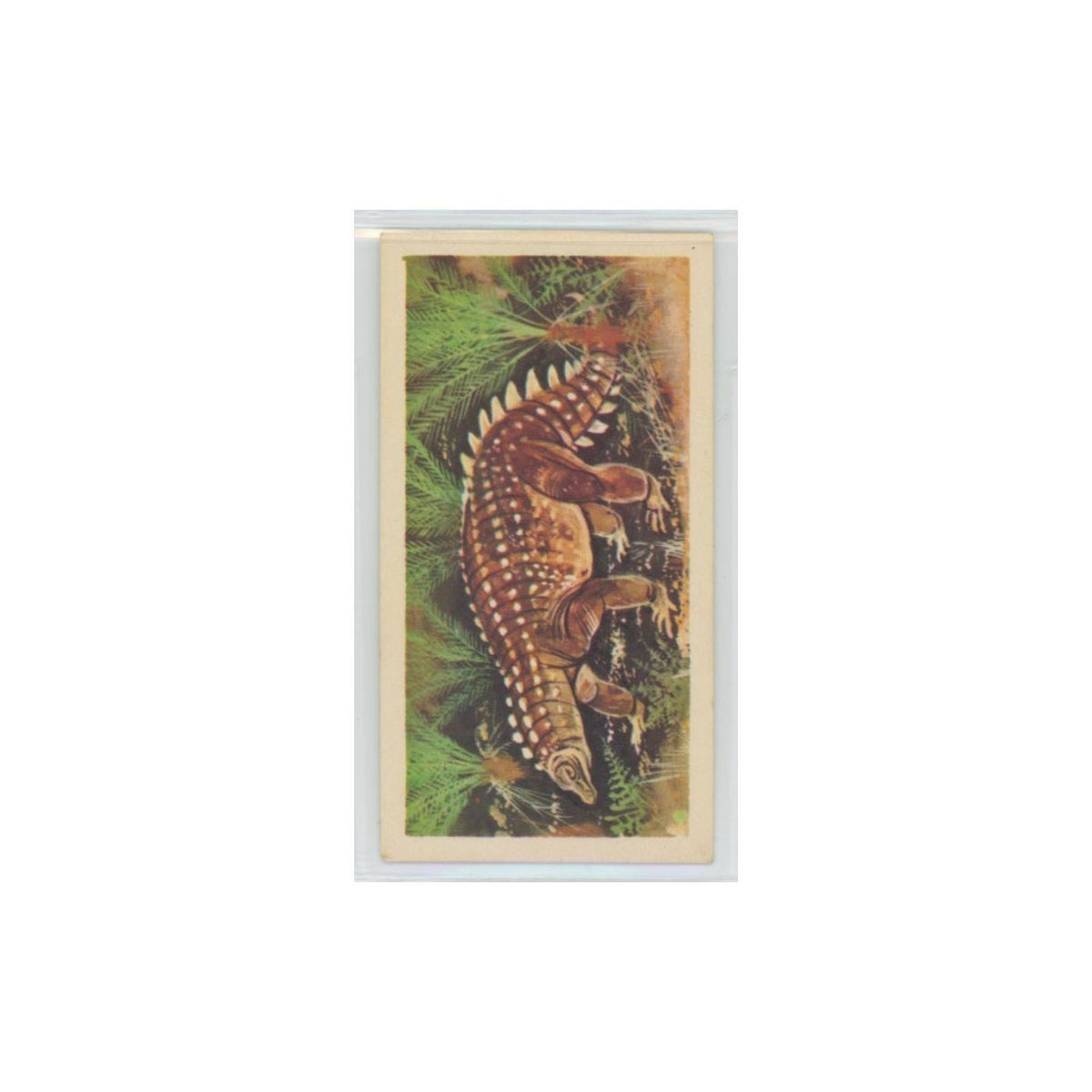 1972 Brooke Bond Prehistoric Animals Scelidosaurus #18