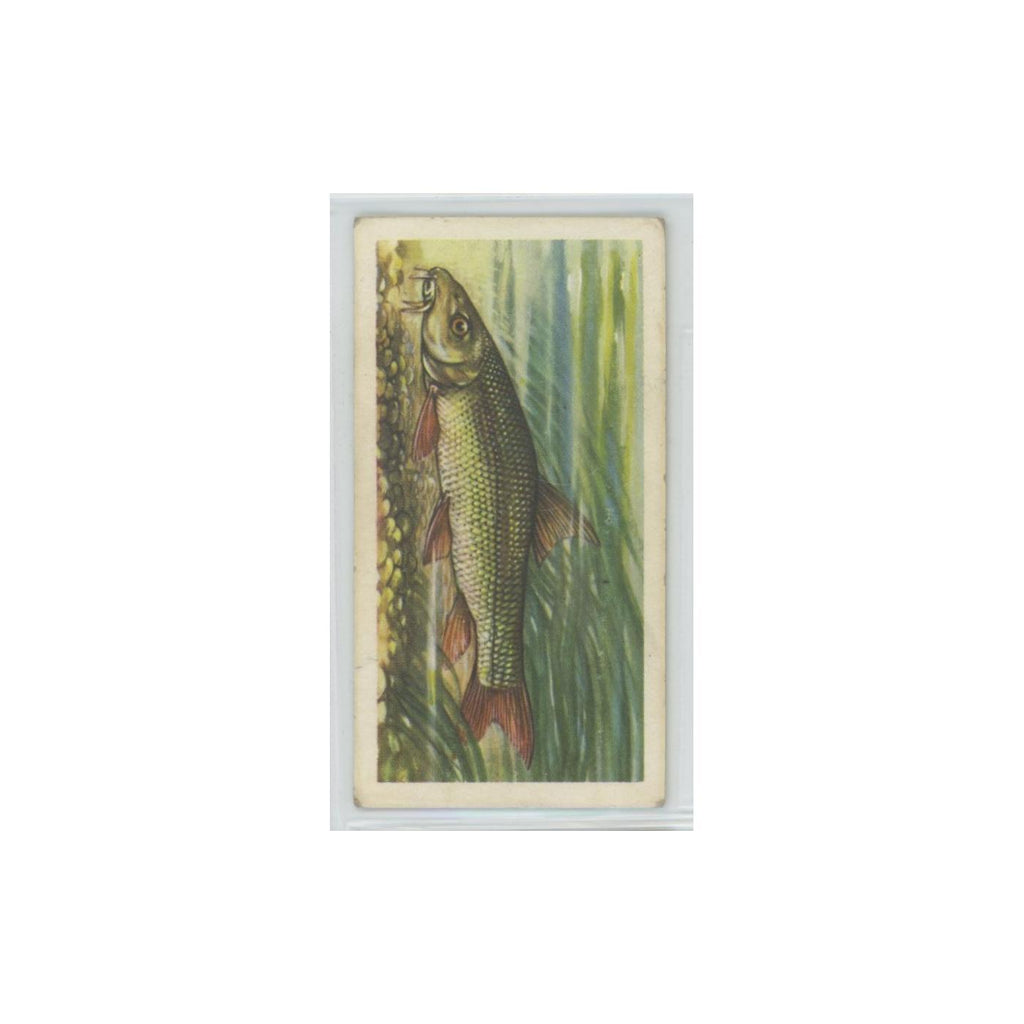 1960 Brooke Bond Freshwater Fish Barbel #1