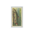 1960 Brooke Bond Freshwater Fish Barbel #1