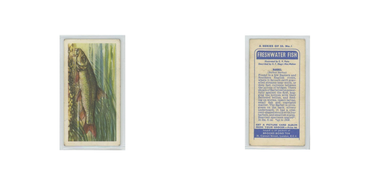 1960 Brooke Bond Freshwater Fish Barbel #1