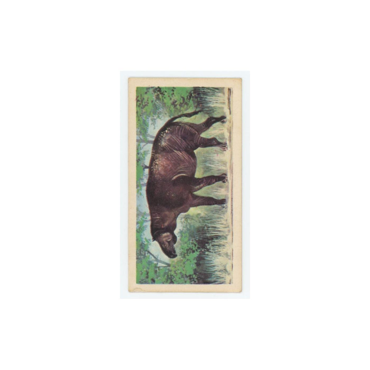 1972 Brooke Bond Prehistoric Animals Baluchitherium #43