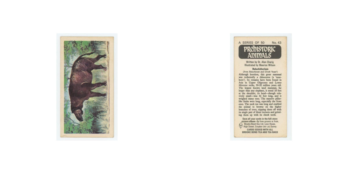 1972 Brooke Bond Prehistoric Animals Baluchitherium #43