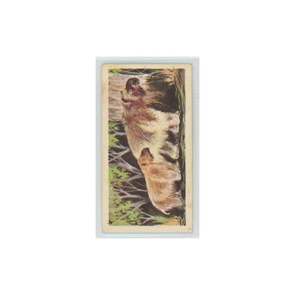 1972 Brooke Bond Prehistoric Animals Diprotodon #40