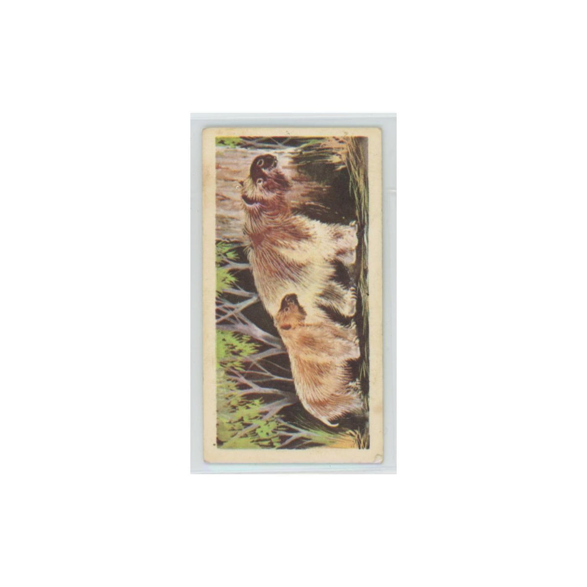 1972 Brooke Bond Prehistoric Animals Diprotodon #40