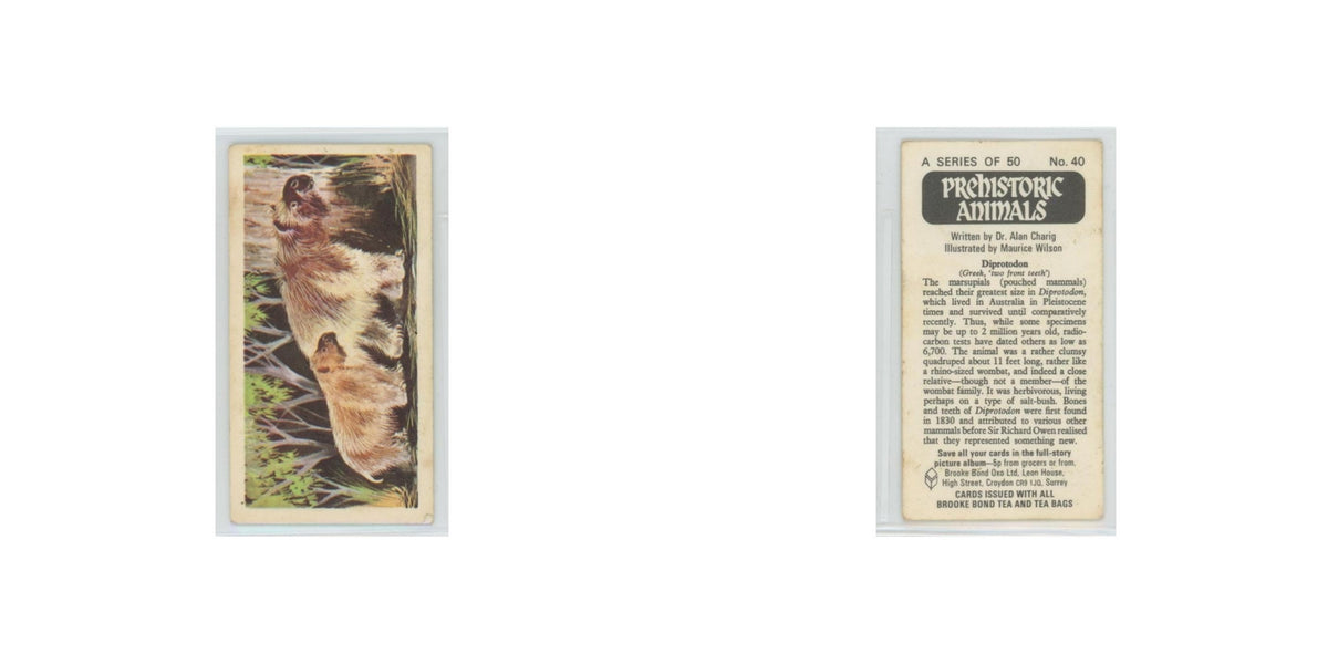 1972 Brooke Bond Prehistoric Animals Diprotodon #40