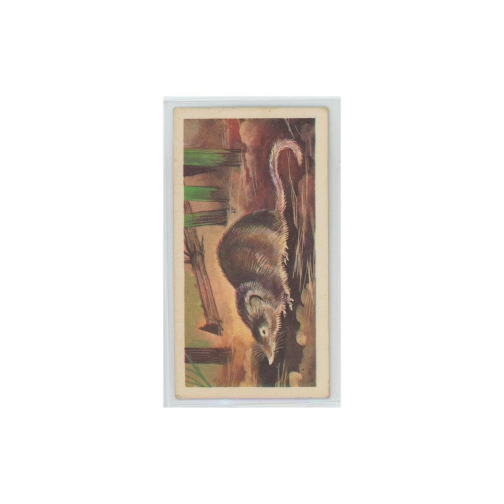 1972 Brooke Bond Prehistoric Animals Megazostrodon #39
