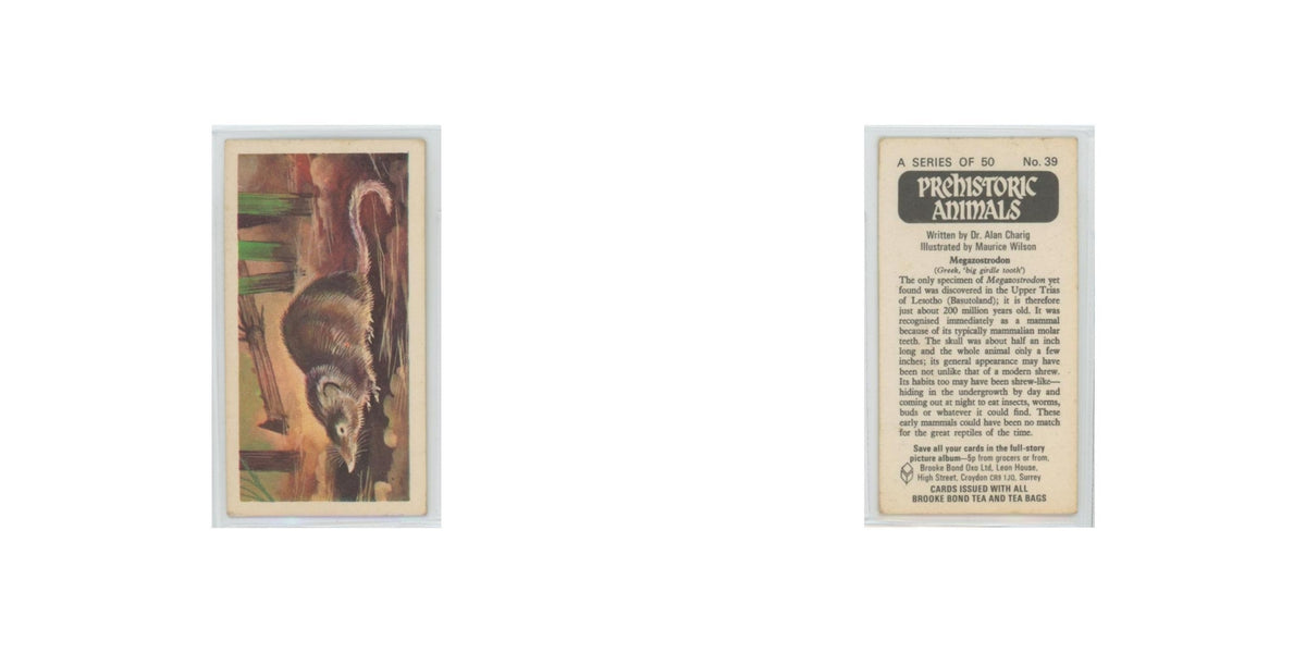 1972 Brooke Bond Prehistoric Animals Megazostrodon #39