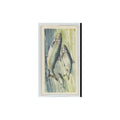1960 Brooke Bond Freshwater Fish Powan #29