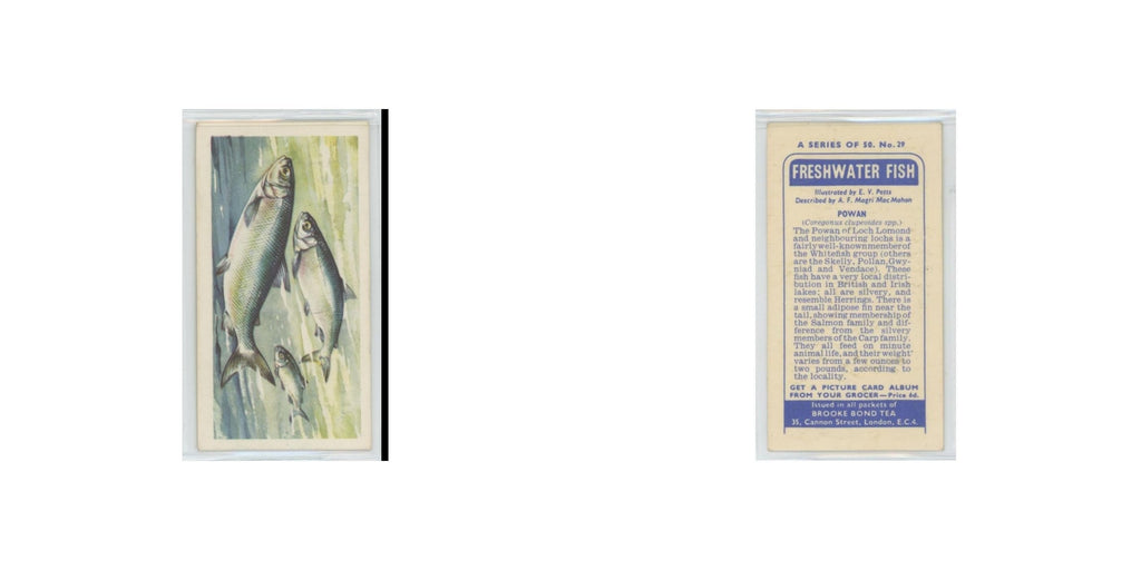 1960 Brooke Bond Freshwater Fish Powan #29