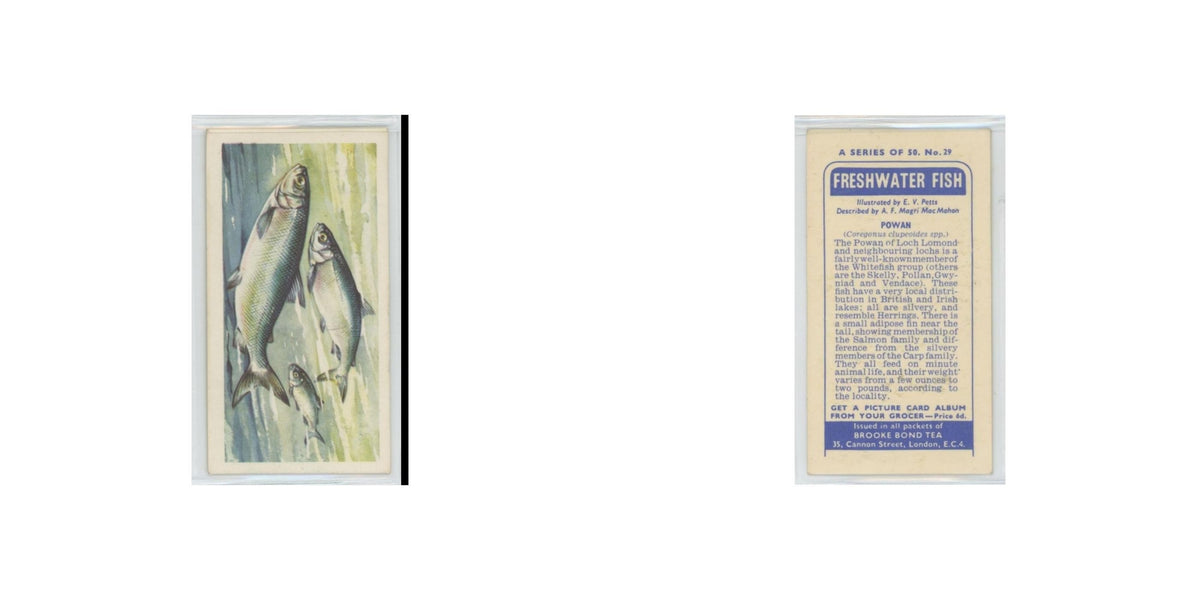 1960 Brooke Bond Freshwater Fish Powan #29