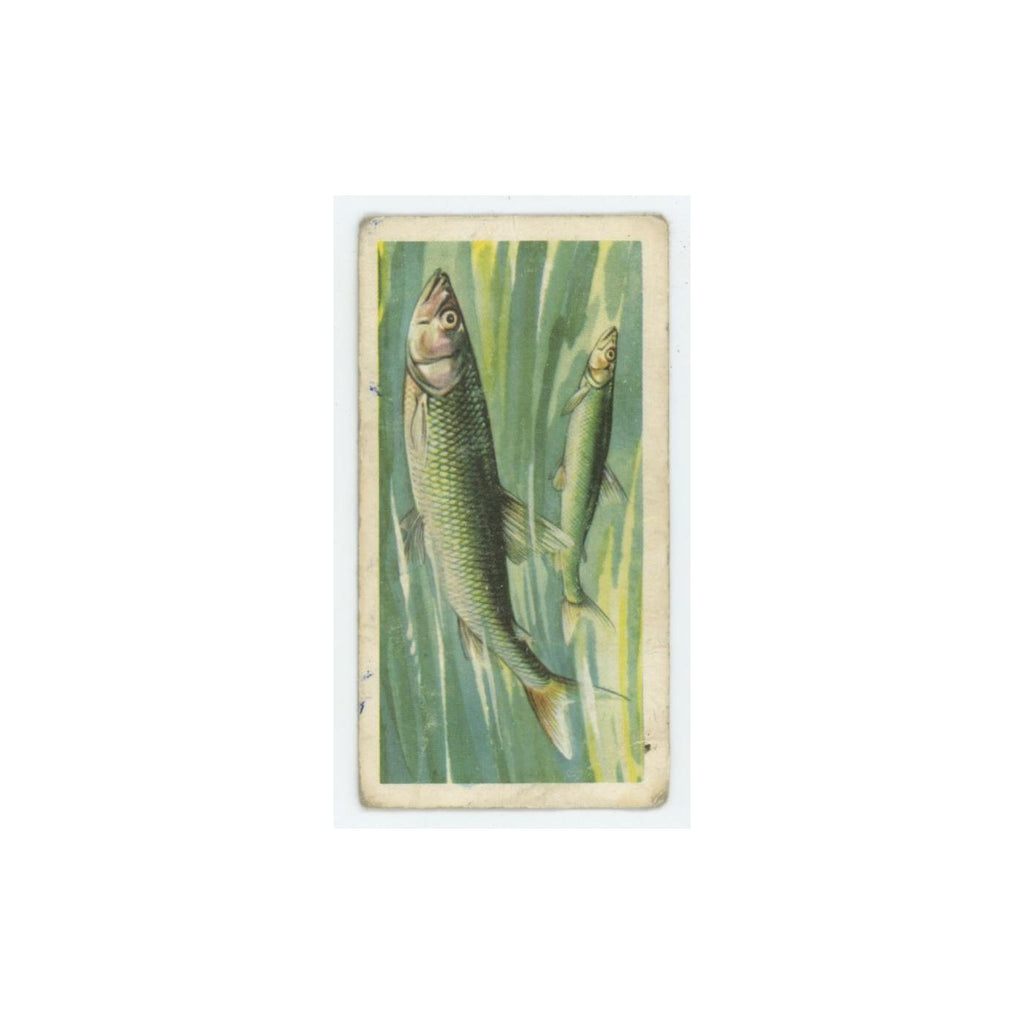 1960 Brooke Bond Freshwater Fish Smelt #30