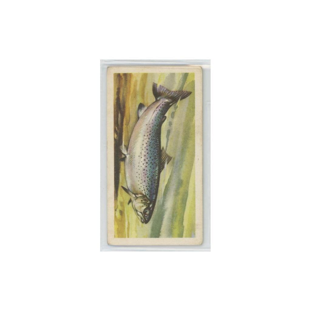 1960 Brooke Bond Freshwater Fish Sea Trout #23